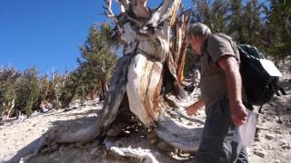 Bristlecone Pines  The oldest tree in the world [upl. by Eelyram]