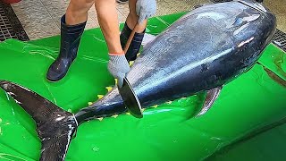 Knife Cuts 600lb Giant Bluefin Tuna like Butter [upl. by Mehitable]