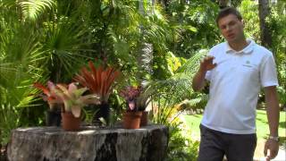 Tank Bromeliads Planta Brutt Video 2 [upl. by Akinihs149]