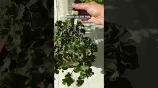 I prune geraniums before winter using the max 20 method [upl. by Cerf]