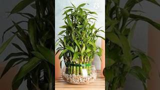 Beautiful Air Purifier Plants Grow In Water youtubeshorts indoorplants gardenplants summer [upl. by Ledoux]