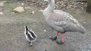 Gosling  Cape Barren Geese baby [upl. by Worrell]