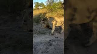 Khanya Talamati Male Lion Contact Calling  lion wildlife shorts viralshorts photography [upl. by Zolly391]