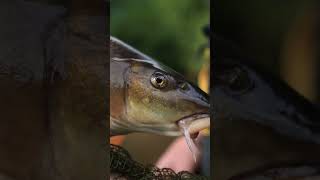 Autumn Barbel Fishing fishing fishingvideo barbelfishing [upl. by Seira389]