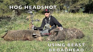 HOG HEADSHOT USING BEAST BROADHEAD WATCH TILL THE END [upl. by Darej768]