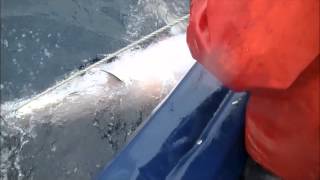 1643kg Portland Bluefin Tuna [upl. by Anihpled]