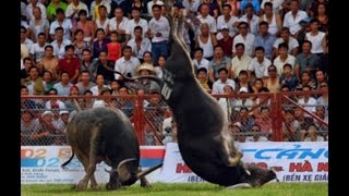 Chọi Trâu Đồ Sơn 2015  Vòng Chung Kết [upl. by Aihseuqal798]