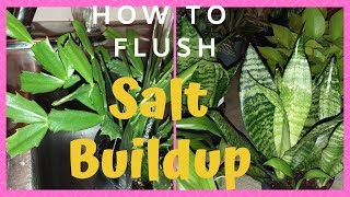 How To Get Rid Of Salt Build Up In Soil  Part 3  Spring Your Indoor Plants [upl. by Niwri]