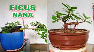 FICUS NANA PAANO GAWING BONSAI FICUS MICROCARPA  GREEN ISLAND FICUS [upl. by Rajiv418]