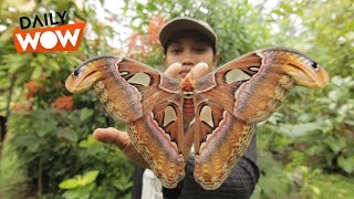 Giant Moths of Indonesia [upl. by Ahsiekan]