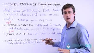 Euchromatin and Heterochromatin Constitutive vs Facultative  Chromatin Regulation [upl. by Einnij]