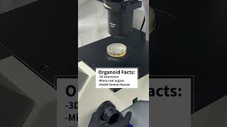 What is an organoid [upl. by Merci]