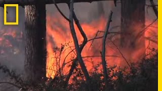 Giant Sequoias Need Fire  National Geographic [upl. by Nairadas]