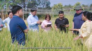 BOLD rice prebreeding in Vietnam [upl. by Anihcak]