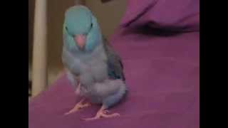 Zee the Pacific Parrotlet sings the Doom Song [upl. by Ahtekal927]