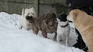 West highland white terrier Westie Bobby Spectators and Participants [upl. by Raine]