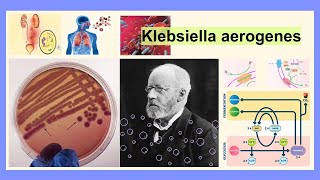 Klebsiella aerogenes [upl. by Haneen671]