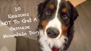 10 Reasons Why The Bernese Mountain Dog Might Not Be The Dog For You [upl. by Emelita]