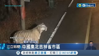 直擊老虎深夜遊街 中國東北爆quot虎患quot老虎滿大街 民眾目擊雪地大腳印 老虎闖馬路上險撞 官方 民眾不要出門│記者 林羿含│【國際局勢】20231112│三立iNEWS [upl. by Enitsirk124]