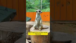 Meerkat Facts  Real Life Timon animalshorts wildlife animalfacts animals meerkat animals [upl. by Haiel435]