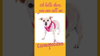 Adopted Cosmopolitan at Muttville San Francisco [upl. by Jegger]