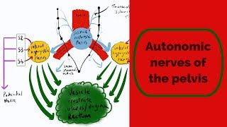 Autonomic Nerves of the Pelvis [upl. by Borrell]