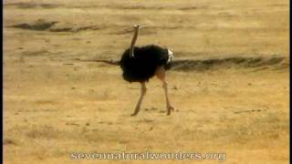 How fast does an Ostrich runmov [upl. by Mace183]