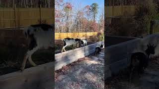 Tortuga weed control tortugaranch minigoats turtle [upl. by Anircam]