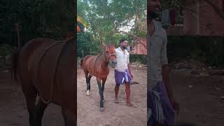 Part 2 Day of vlog Boss anna💜  thirukadaiyur horse race⚠️ shorts trending pigeons horserace [upl. by Coralie284]