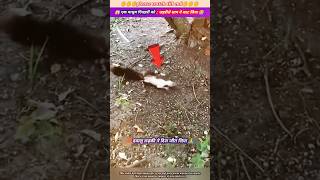 एक मासूम गिलहरी को जहरीले साप ने काट लिया 😭🙏 animal animals animallover animalrescue duck [upl. by Lenna]