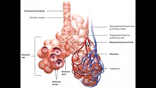 AampP Crash Course Respiratory System Lungs [upl. by Fiedler475]