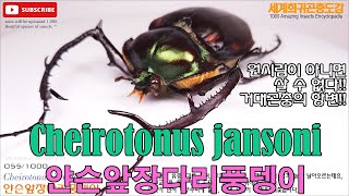 055 중국남부원시림의 신비한 초대형풍뎅이 Cheirotonus jansoni 얀슨앞장다리풍뎅이 [upl. by Zolner]