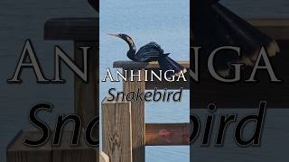 Anhinga  Snakebird [upl. by Buhler]