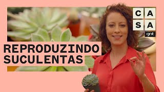 🌵 SUCULENTAS como tirar mudas das plantas em 5 técnicas INCRÍVEIS  Plante Você Mesmo  Carol Costa [upl. by Ancel]