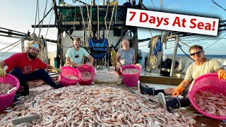 Inside The Life Of A Shrimper [upl. by Strain]