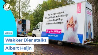 Wakker Dier stalkt bezorgers Albert Heijn met rijdend billboard [upl. by Nilyak]