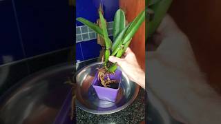 Orchid Care Repotting Cattleya YouTubeMadeForYou [upl. by Dronel]