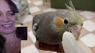 Amazon Choice Birds LOVE Cuttlebone for Cockatiels Parakeets [upl. by Bubb]