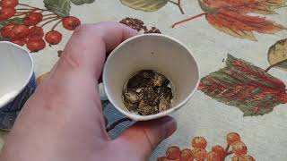 How To Humanely Kill Brown Marmorated Stink Bugs In Your Home [upl. by Ayot]