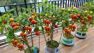 Growing Tomatoes on the balcony and the unexpected happened [upl. by Otnicaj]