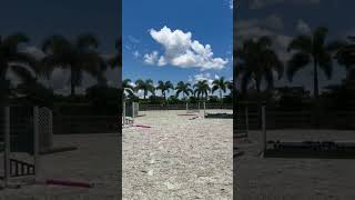 raw of telley from the other day 🍉  equestrian fyp horseriding horsefan trending viral [upl. by Eidur]