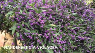 Hardenbergia violacea Garden Center online Costa Brava  Girona [upl. by Howell813]