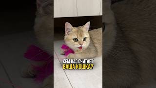 Кем вас считает ваша кошка 🐱 [upl. by Yenmor]