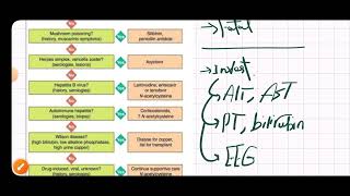 Fulminant Hepatic Failure MED1 41 [upl. by Saiasi]