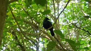 Tui  TiriTiri Matangi  New Zealand  New Zealand Birds [upl. by Refotsirk]