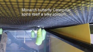 Monarch caterpillar spins cocoon 2016 monark monarch monarchbutterfly monarchbutterflies [upl. by Earized]