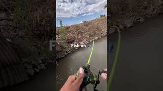 fishing fishingvideo sportfishing fishingtips newmexicofishing catfishing channelcatfish [upl. by Laden]