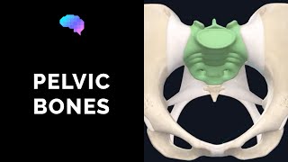 Bones of the Pelvis 3D Anatomy Tutorial  UKMLA  CPSA [upl. by Nicoline884]