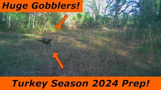 Preparing For The 2024 Turkey Season HUGE GOBBLERS On Camera Spring Turkey Hunting [upl. by Brannon]