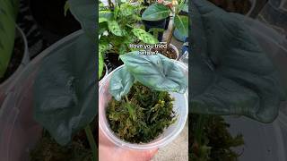 Propagating Alocasia Corms in Fluval Stratum  propagation alocasia plantcaretips houseplants [upl. by Andrien549]